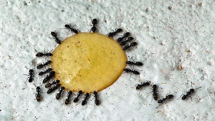 كيفية التخلص من النمل واسباب وجوده