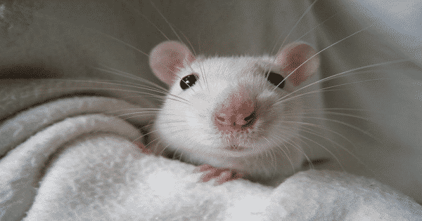 التخلص من الفئران بواسطة الفلفل الاسود