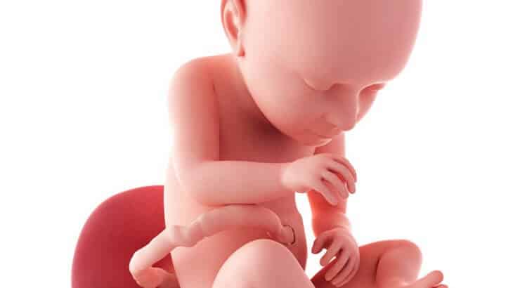 حركة الجنين والنمو في الاسبوع السابع والثلاثين من الحمل