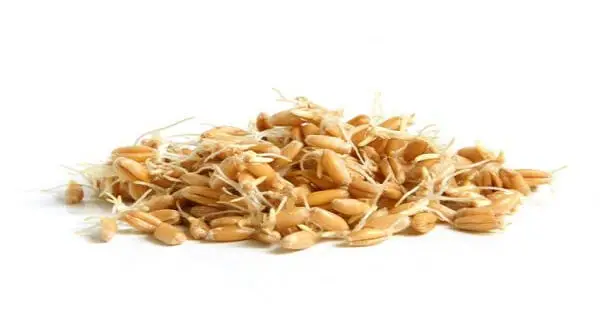 9 فوائد لزيت جنين القمح للجسم والصدر والبشرة