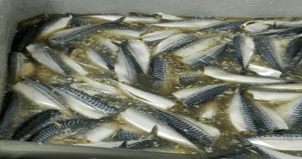 فوائد وأضرار الفسيخ والرنجة والأسماك المملحة بالتفصيل