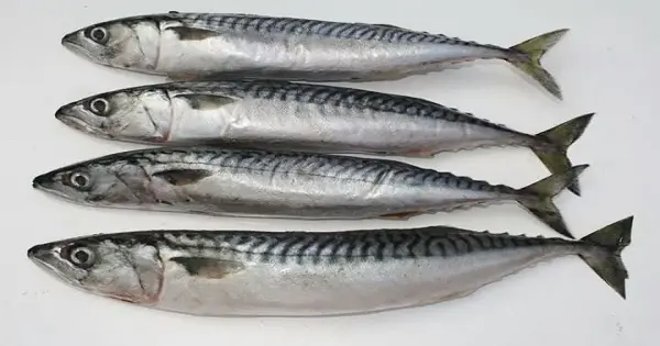 طريقة عمل التونة بسمك الماكريل