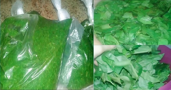 طريقة حفظ وتخزين الملوخية الخضراء