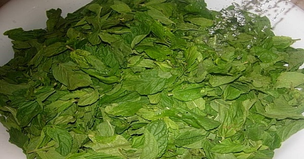 طريقة حفظ وتخزين الملوخية الخضراء