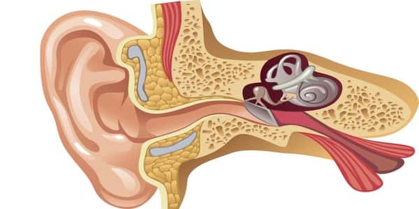 كيفية علاج التهاب الاذن الوسطى الدوخة بالأعشاب
