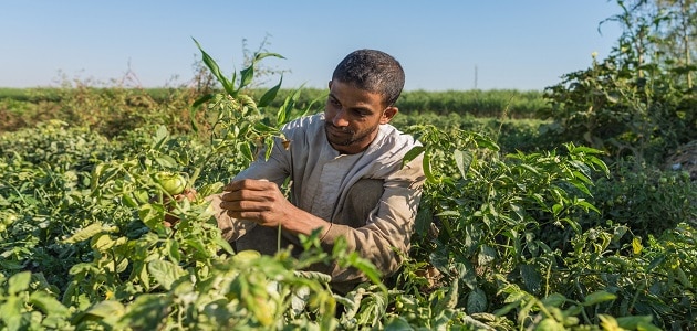 عيوب الزراعة العضوية في مصر