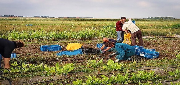 عيوب الزراعة العضوية في مصر