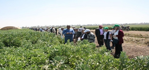 عيوب الزراعة العضوية في مصر