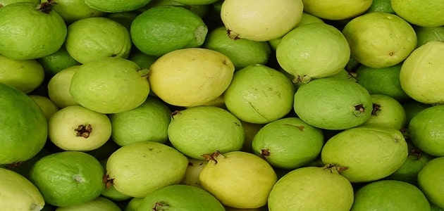 فوائد الجوافة و أضرارها على المعدة
