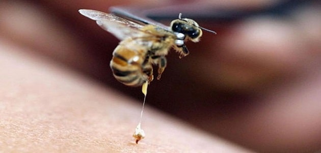 فوائد وأضرار سم النحل
