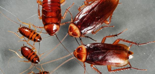 كيفية التخلص من الصراصير بدون مبيدات