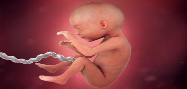 كيفية تحديد نوع الجنين بعد الحمل