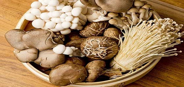 كيفية زراعة الفطر في المنزل بالصور