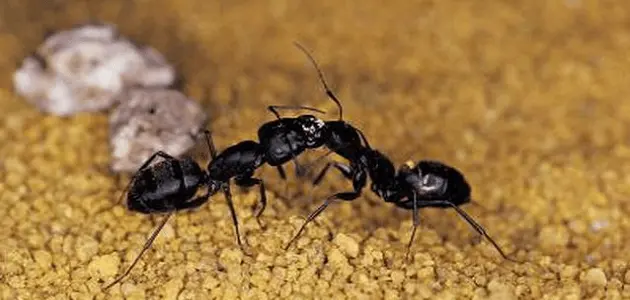 دواء اكتومثرين للقضاء على النمل مع طريقة الإستخدام