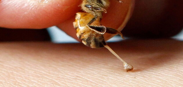 فوائد واضرار سم النحل