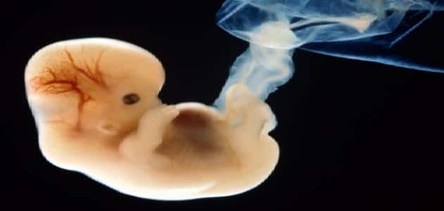 مراحل تكوين الجنين بالصور والشرح من اول يوم