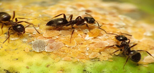 علاج قرصة النمل الأسود بالعسل