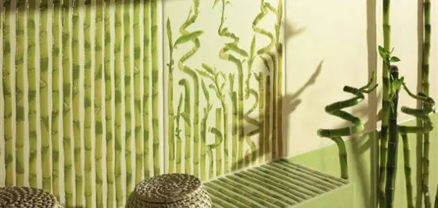  15 فائدة عن نبات الخيزران وكيفية زراعته في المنزل