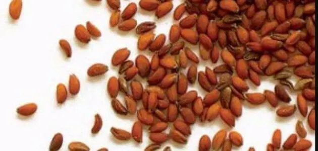 فوائد حب الرشاد للنساء والرجال