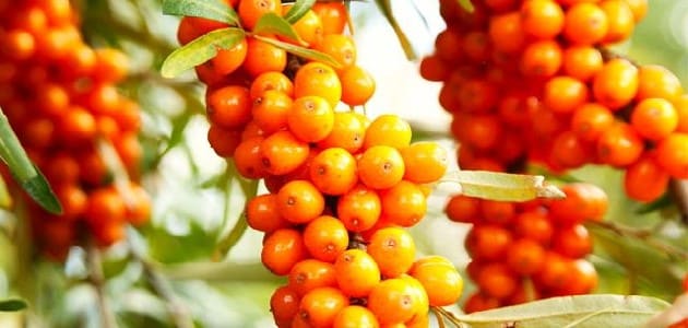 النبق
