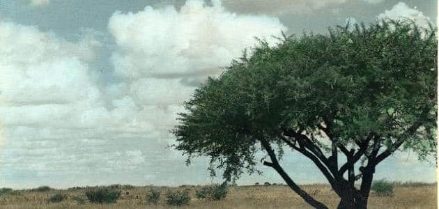 اهم 7 فوائد لنبات الطلح الصحراوي