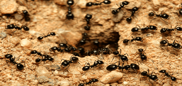 علاج سريع المفعول لقرصة ملكة النمل
