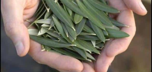 7 فوائد مبهرة لغلي ورق الزيتون وشرابه لمرضي السكر المرتفع