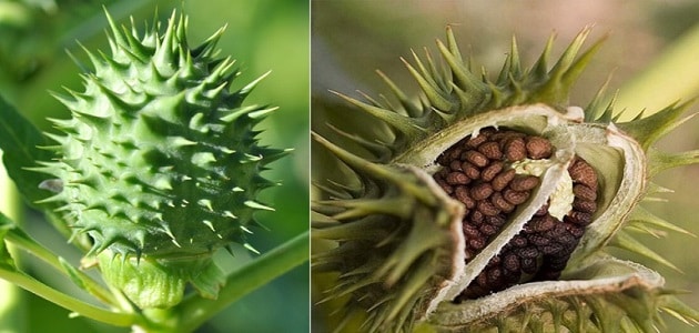 أهمية نبات الداتورة واستخداماته العلاجية للامراض المختلفة