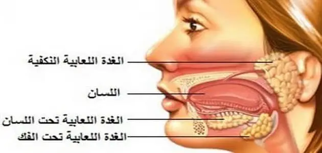 اسباب انتفاخ الغدد اللعابية تحت اللسان وكيفيه علاجها