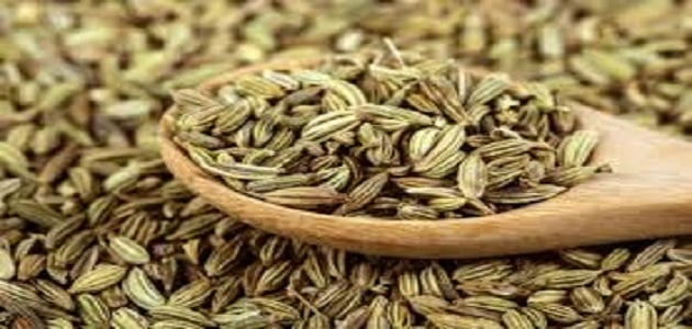 اضرار بذور الشبت على الحمل