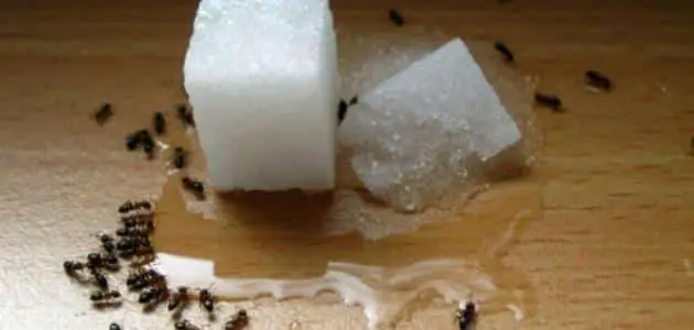 كيف اقضي على النمل الأسود القارص