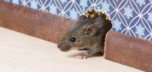 كيف نقضي على الفئران في البيت