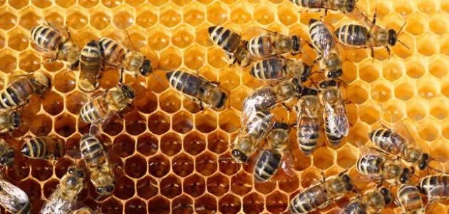 كيف يمكن التخلص من خلية النحل