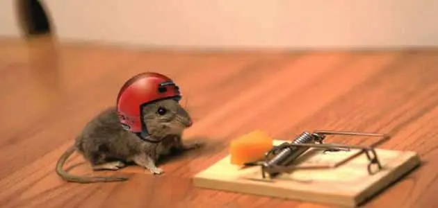 كيف تصنع فخ الفئران