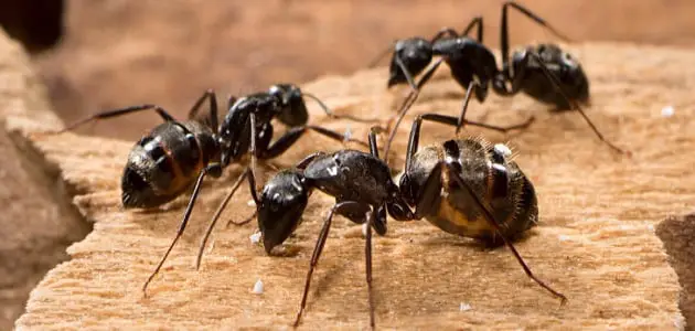 وصفات طبيعية للقضاء على النمل