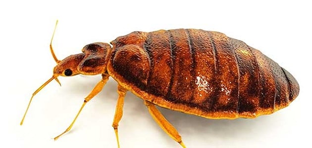 ما أضرار حشرة البق