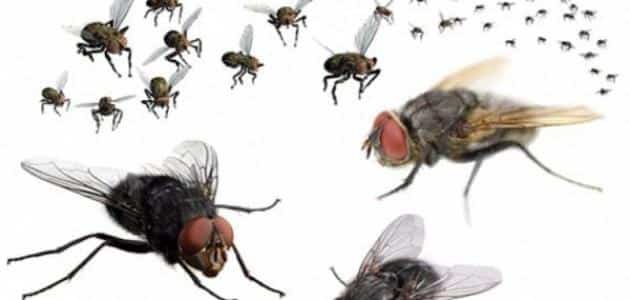 طريقة التخلص من الذباب الصغير في المنزل