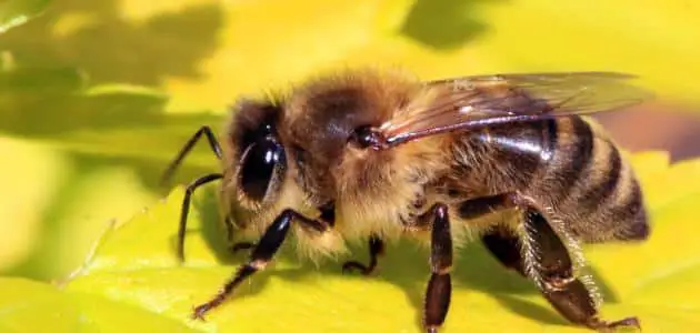 أسرع طريقة للتخلص من النحل