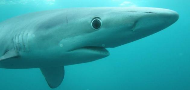 معلومات غريبة عن سمك القرش ماميتو