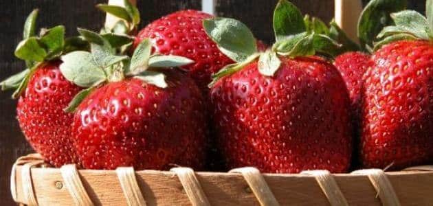 فوائد واضرار الفراولة للاطفال