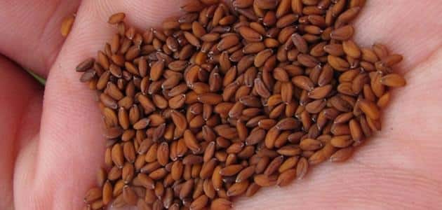 فوائد واضرار حب الرشاد للأطفال
