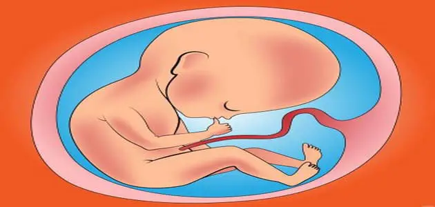 اسباب صغر حجم الجنين في الشهر الخامس
