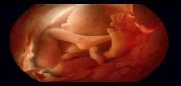من أين يتغذى الجنين في بطن أمه