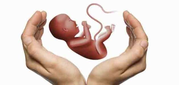 معرفة نوع الجنين بعد الإجهاض